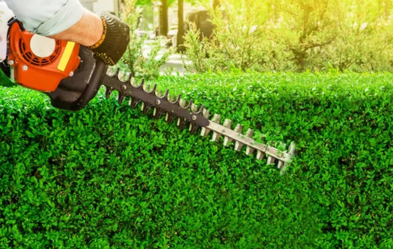 Personne utilisant un taille-haie pour entretenir une haie dans le jardin